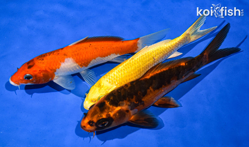 PACK OF (3) 5-6" STANDARD KOI