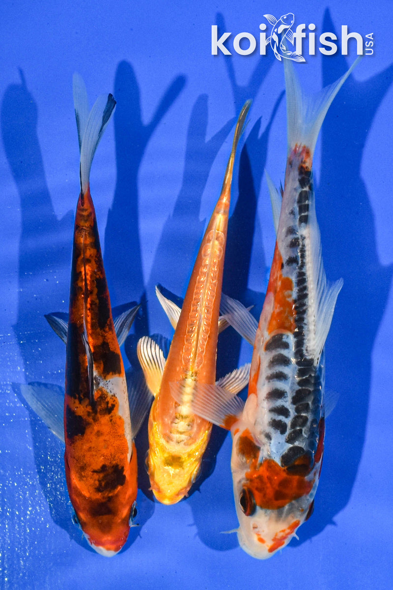 Pack of (3) 5-6" Standard Koi