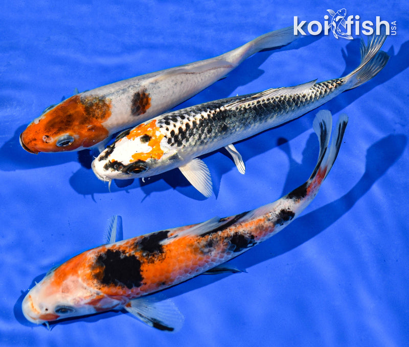 PACK OF (3) 6-7" STANDARD KOI