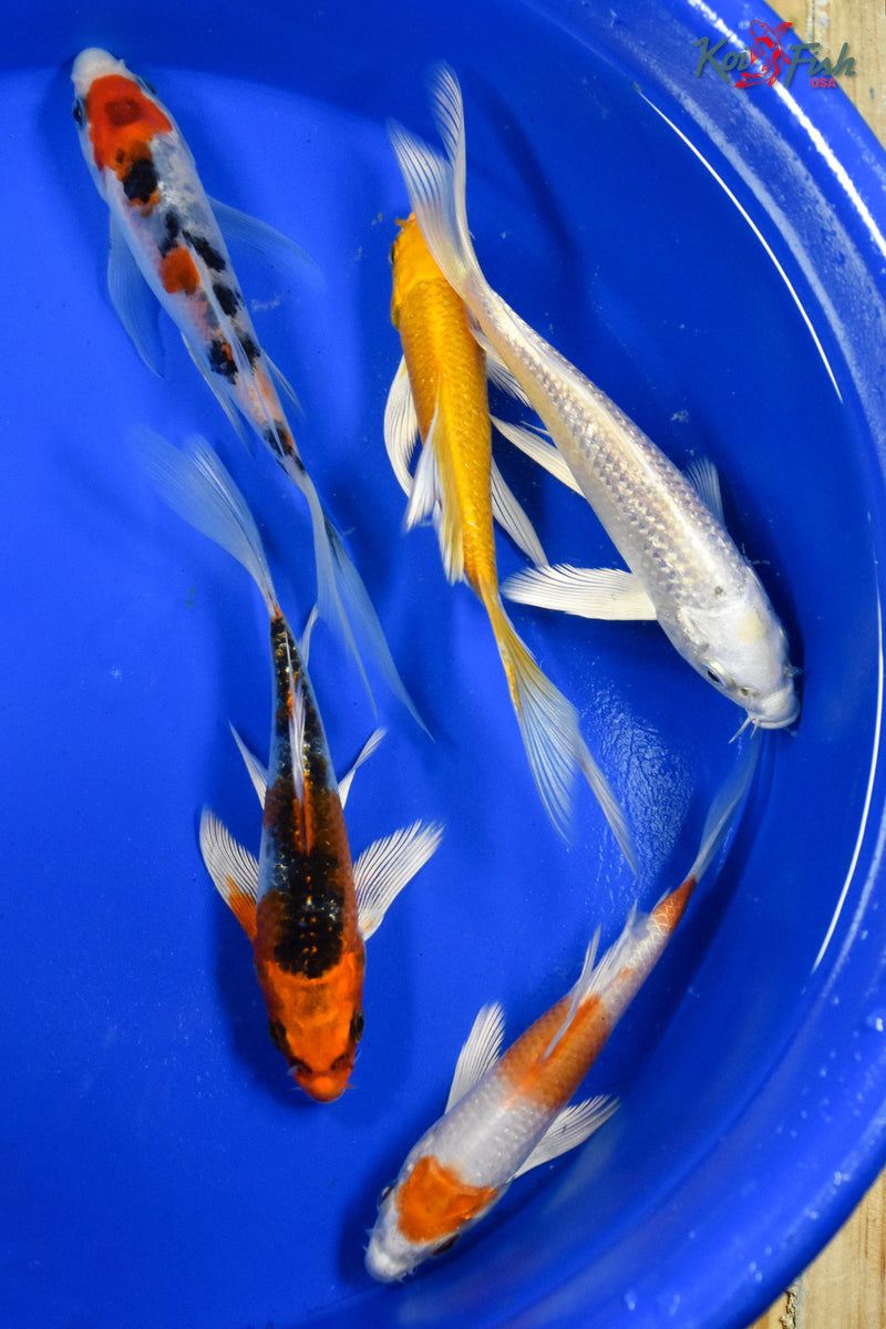 LOT OF (5) 4-5" ASSORTED BUTTERFLY KOI