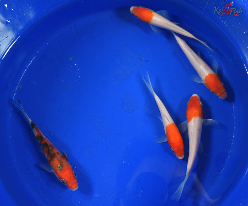 KOI PACK