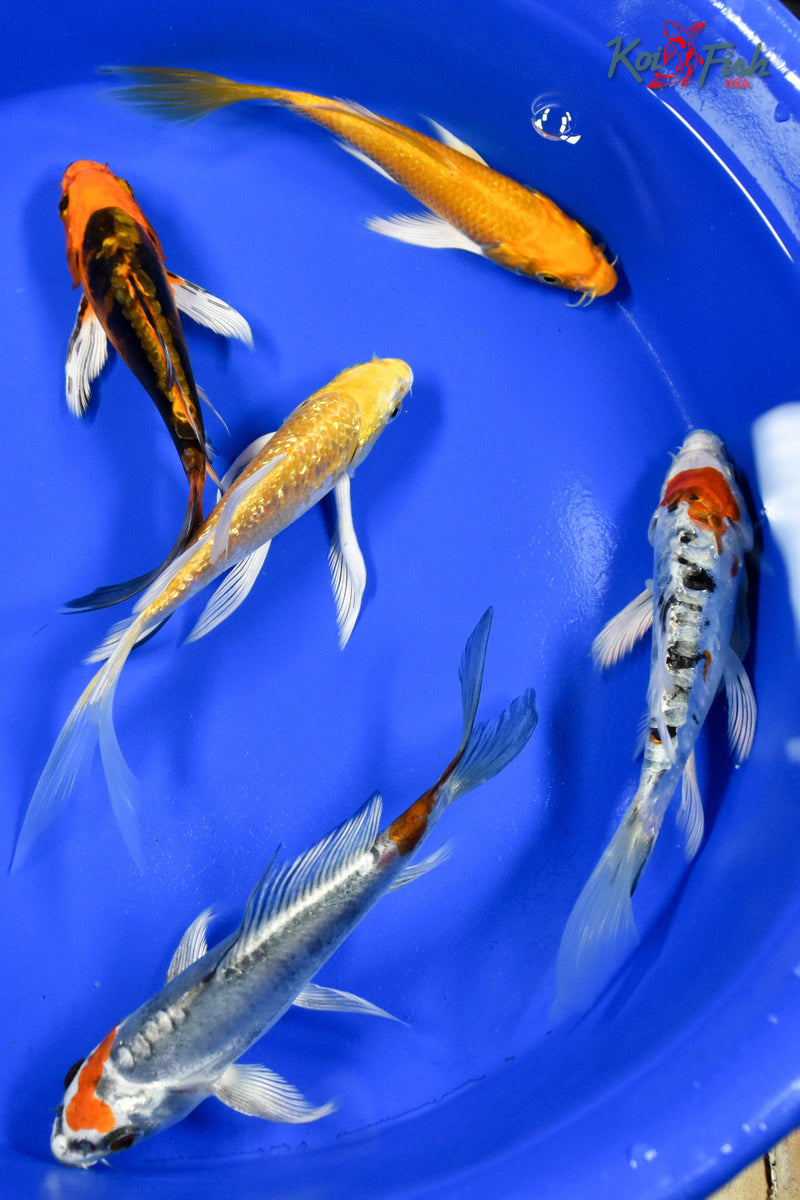 Lot of (5) 4-5" Assorted Butterfly Koi