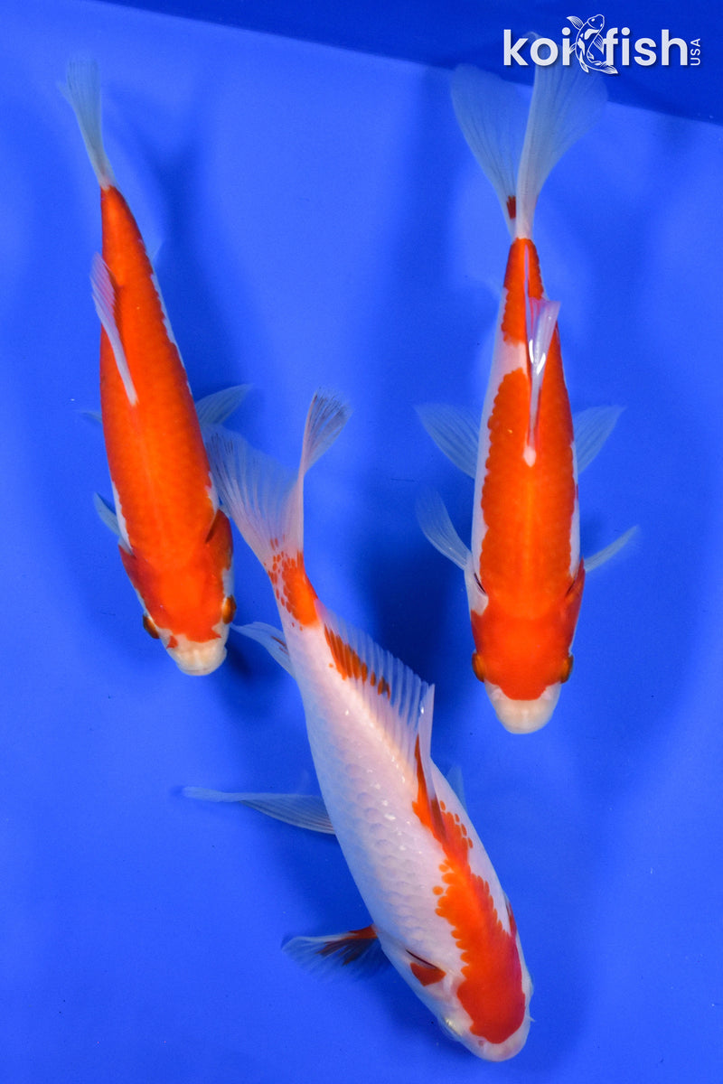 Exact Fish - Lot of (3) 4-6" Sarasa Comet Goldfish