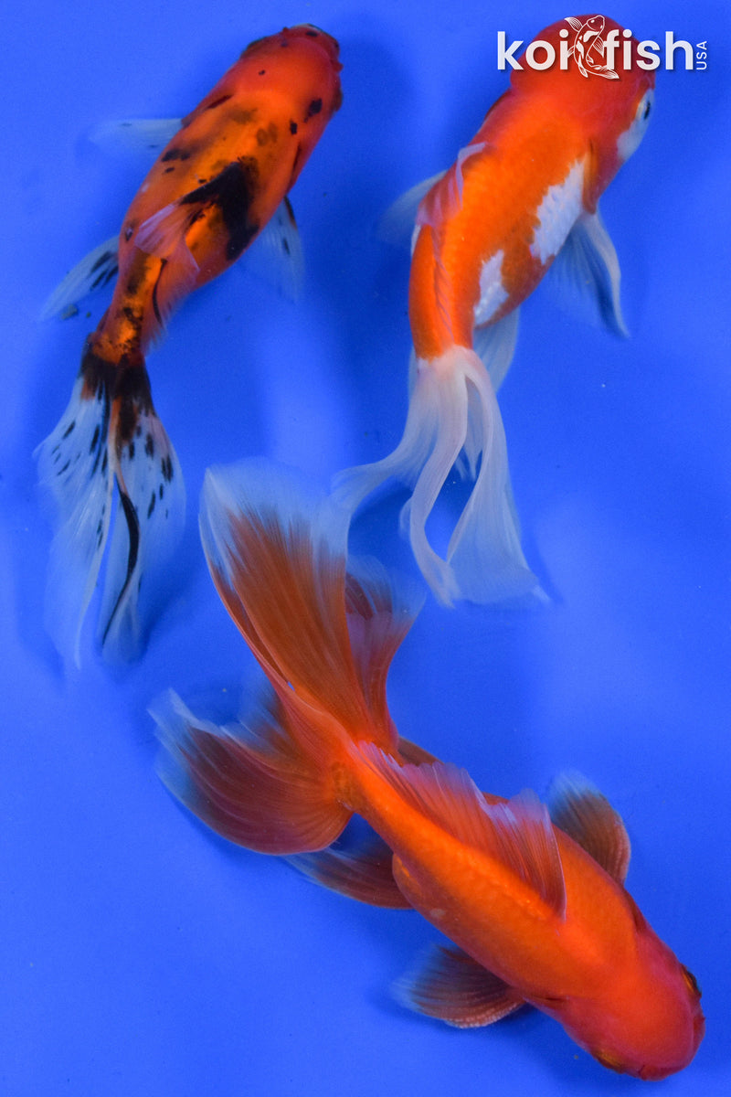 EXACT FISH - LOT OF (3) 4-6" FANTAIL GOLDFISH