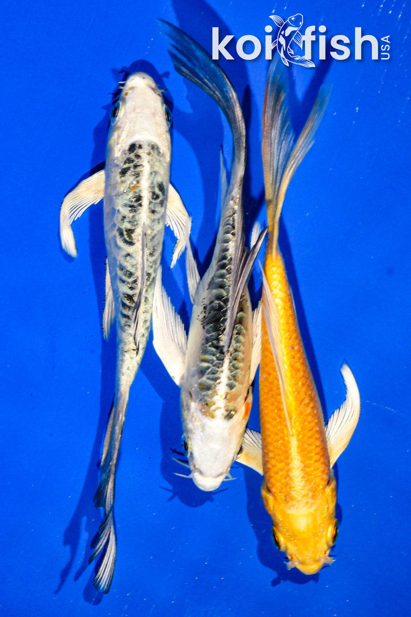 (3) 5-6" BUTTERFLY KOI