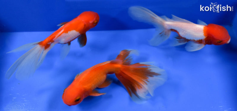 EXACT FISH - LOT OF (3) 5-6" FANTAIL GOLDFISH