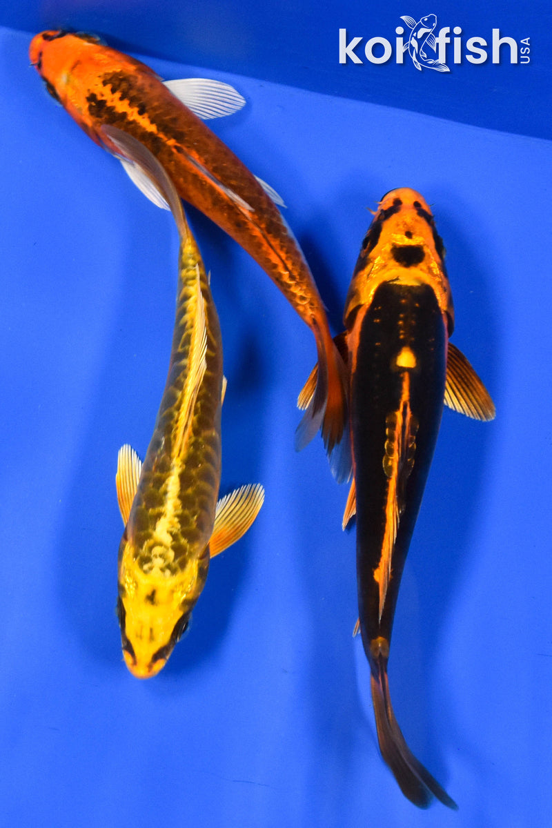 EXACT FISH - LOT OF (3) 6-7" STANDARD KOI