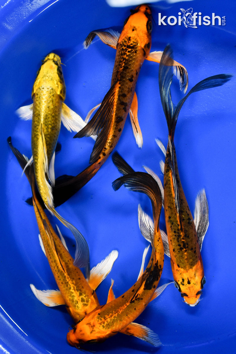 LOT OF (5) ASSORTED 7-8" MATSUBA BUTTERFLY KOI