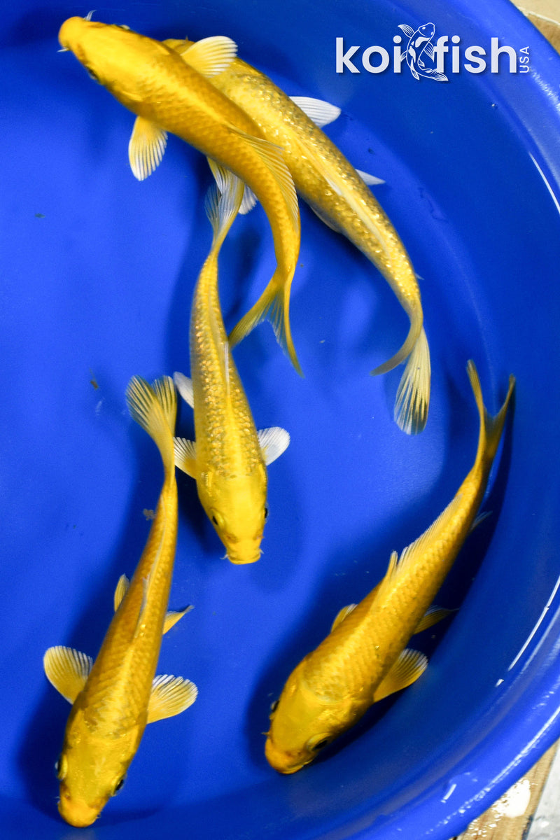 EXACT FISH - LOT OF (5) ASSORTED 5-6" STANDARD KOI