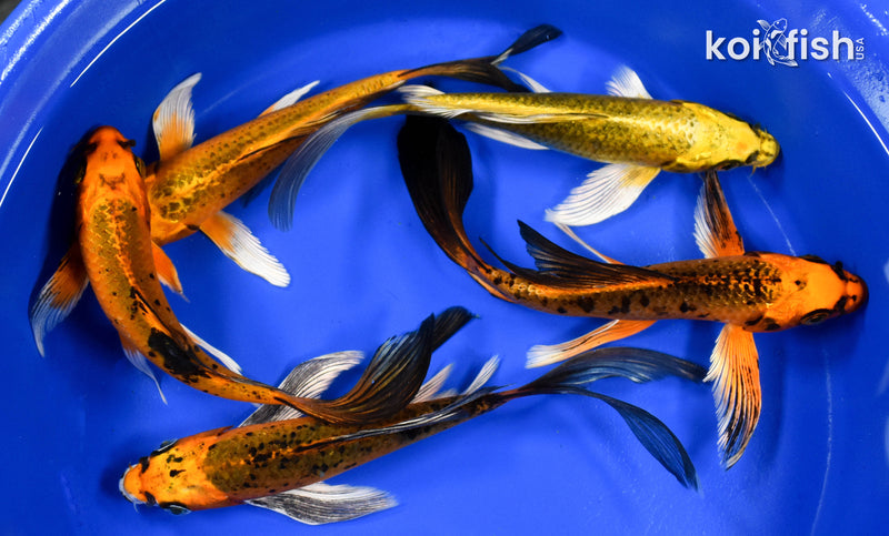 LOT OF (5) ASSORTED 7-8" MATSUBA BUTTERFLY KOI