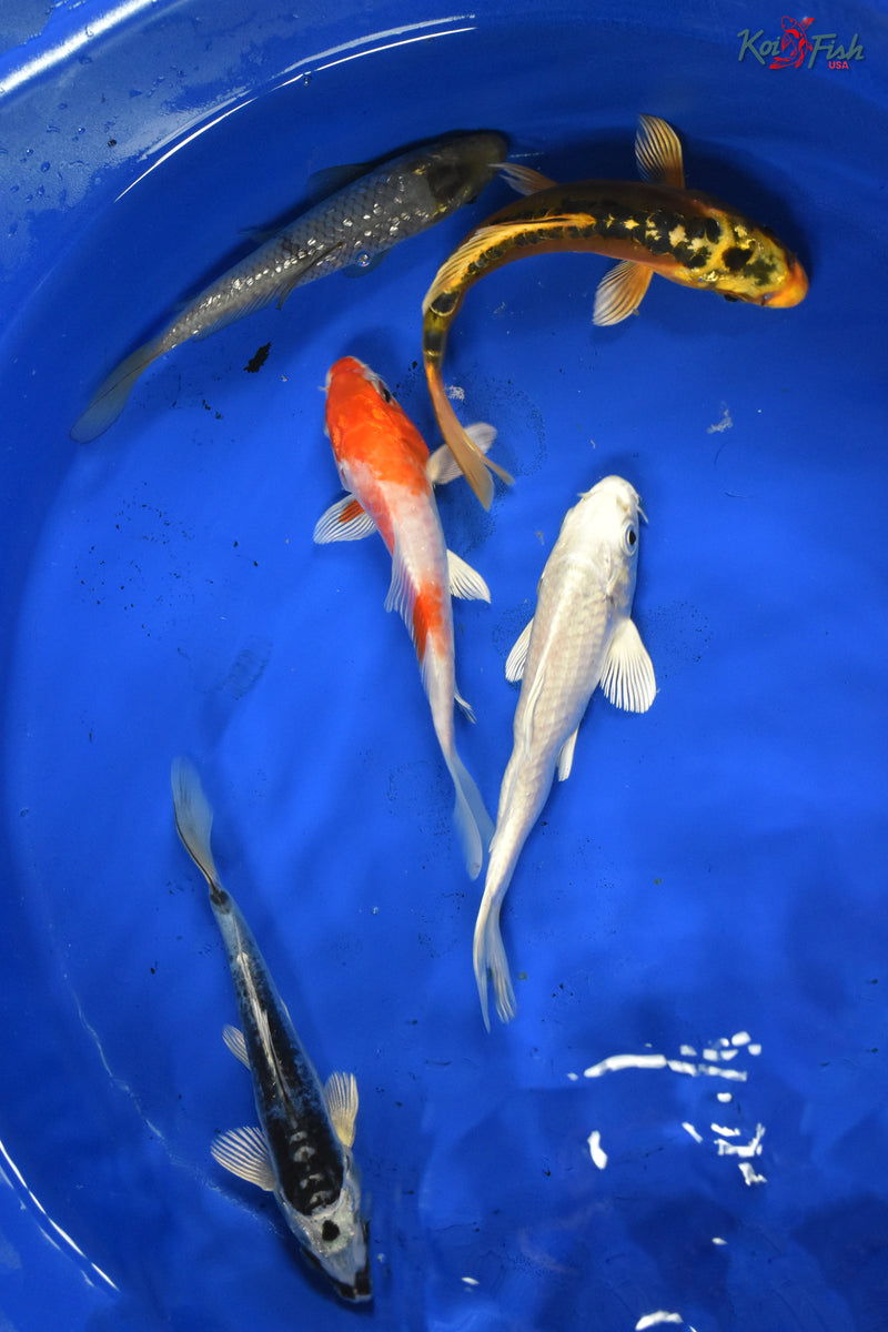 KOI PACK