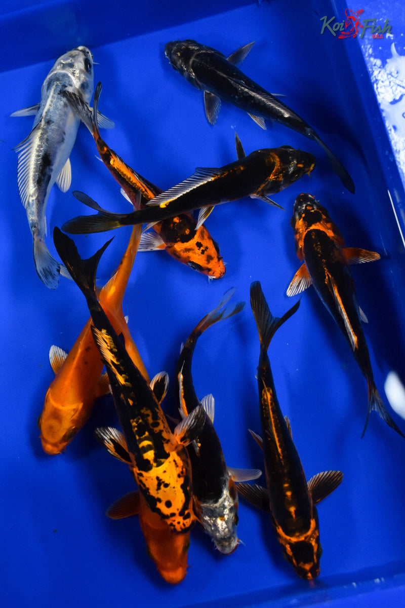 LOT OF (10) 5-6" ASSORTED KOI