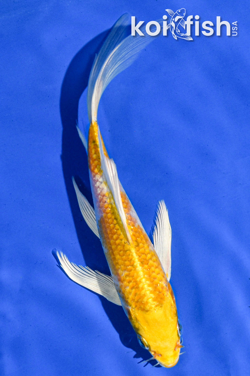 6" HARIWAKE BUTTERFLY