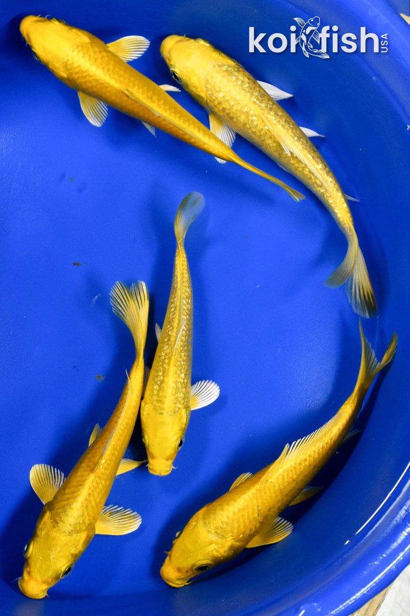 EXACT FISH - LOT OF (5) ASSORTED 5-6" STANDARD KOI