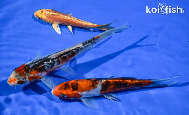 Pack of (3) 5-6" Standard Koi