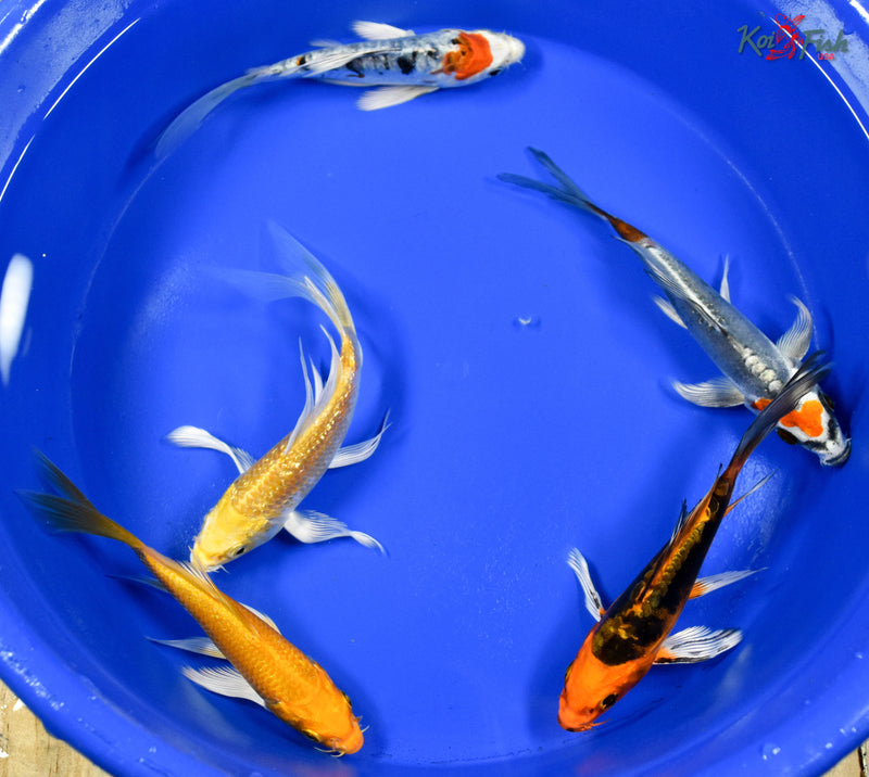 Lot of (5) 4-5" Assorted Butterfly Koi