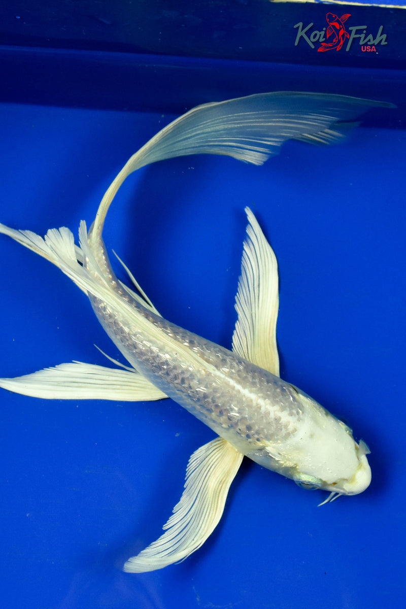 9" GINRIN PLATINUM OGON BUTTERFLY