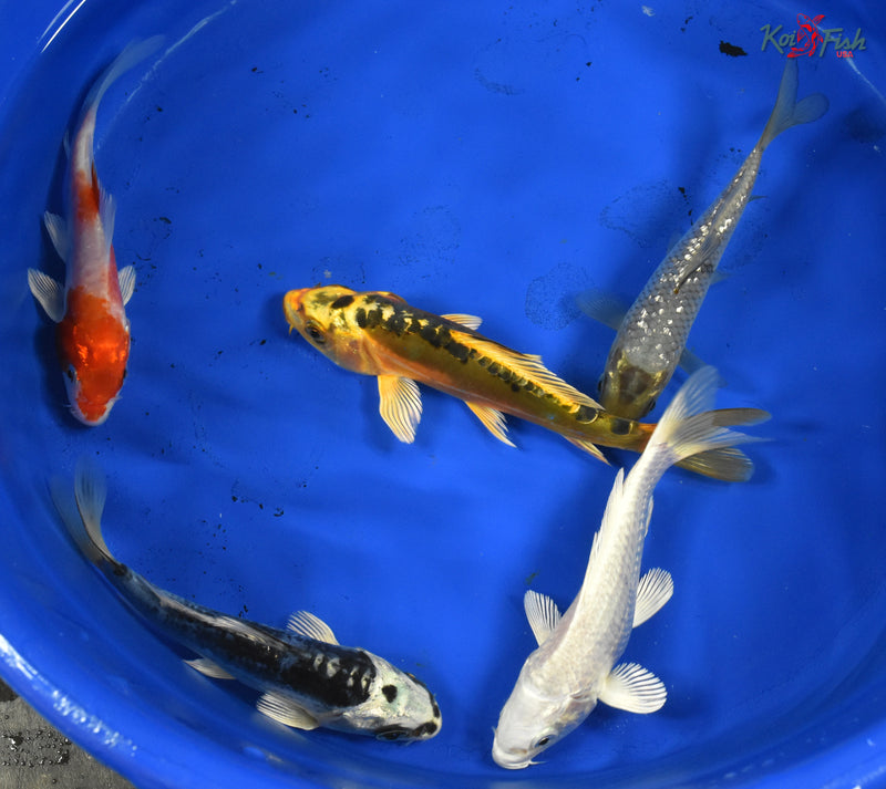 KOI PACK