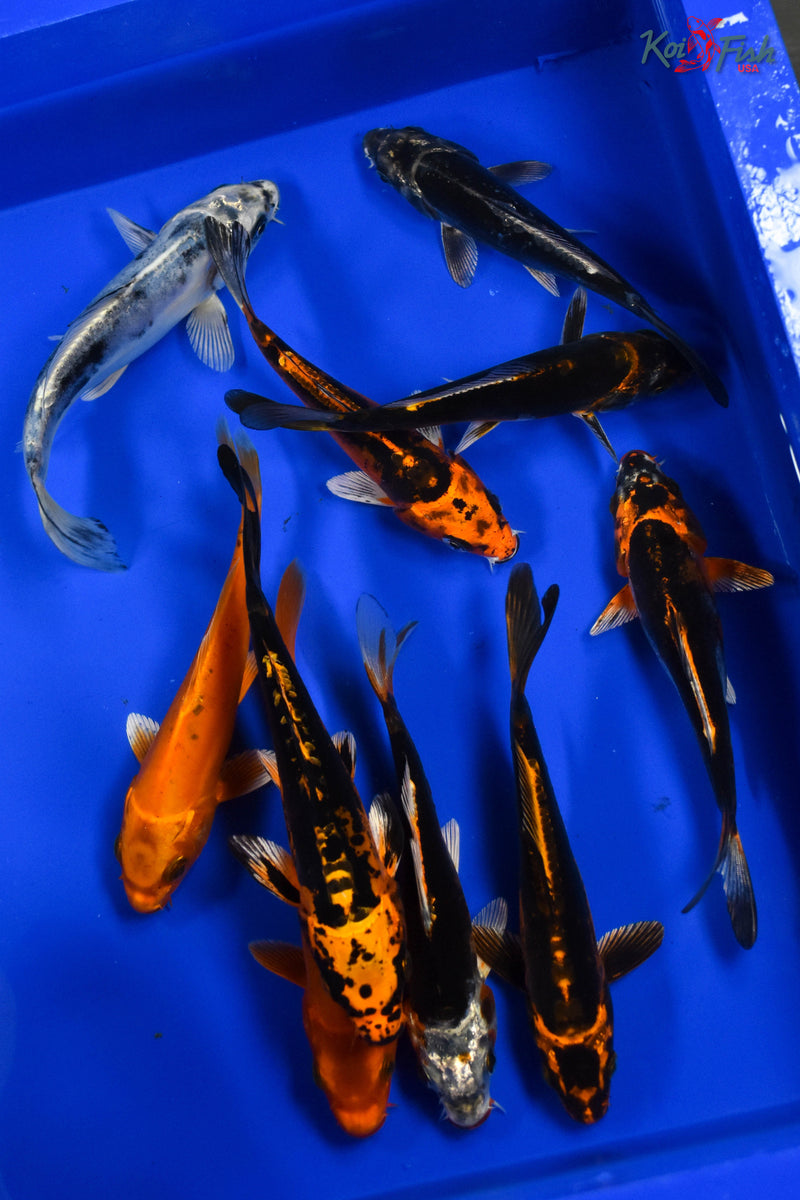 LOT OF (10) 5-6" ASSORTED KOI