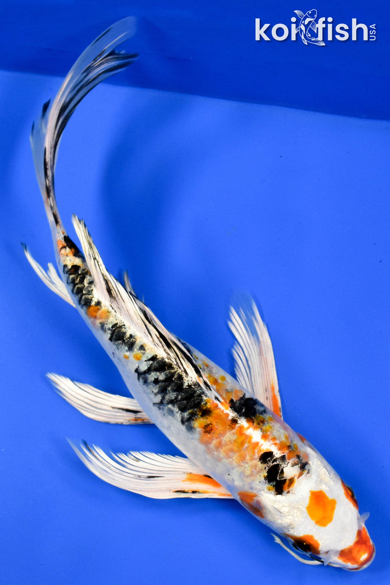 9.5" YAMATO NISHIKI BUTTERFLY