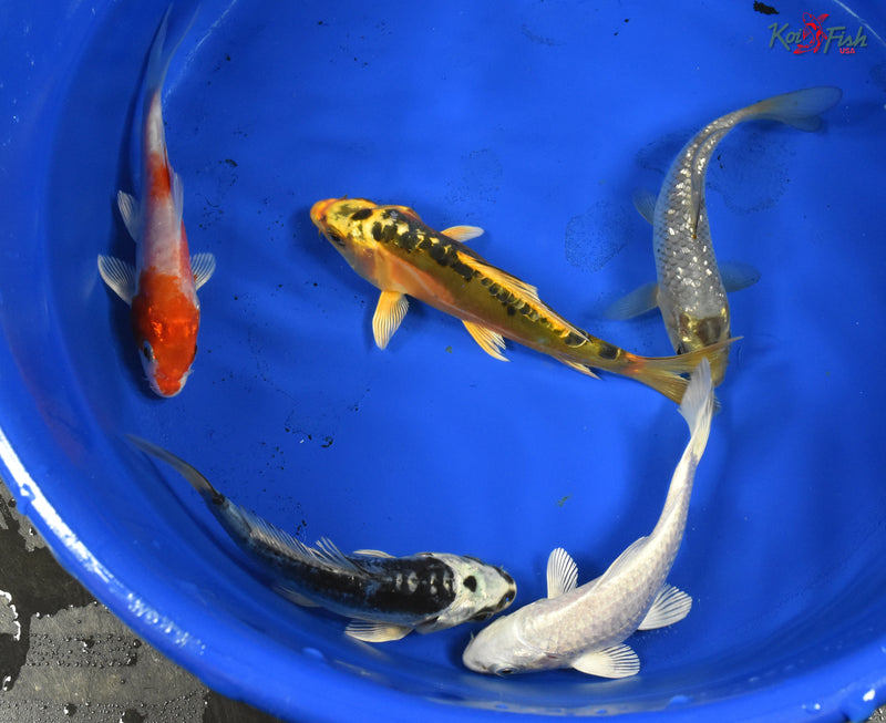 KOI PACK