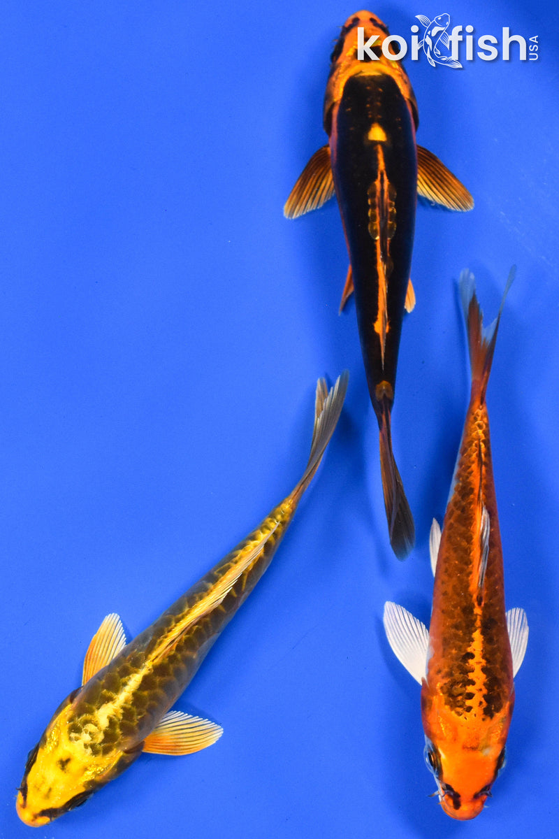 EXACT FISH - LOT OF (3) 6-7" STANDARD KOI