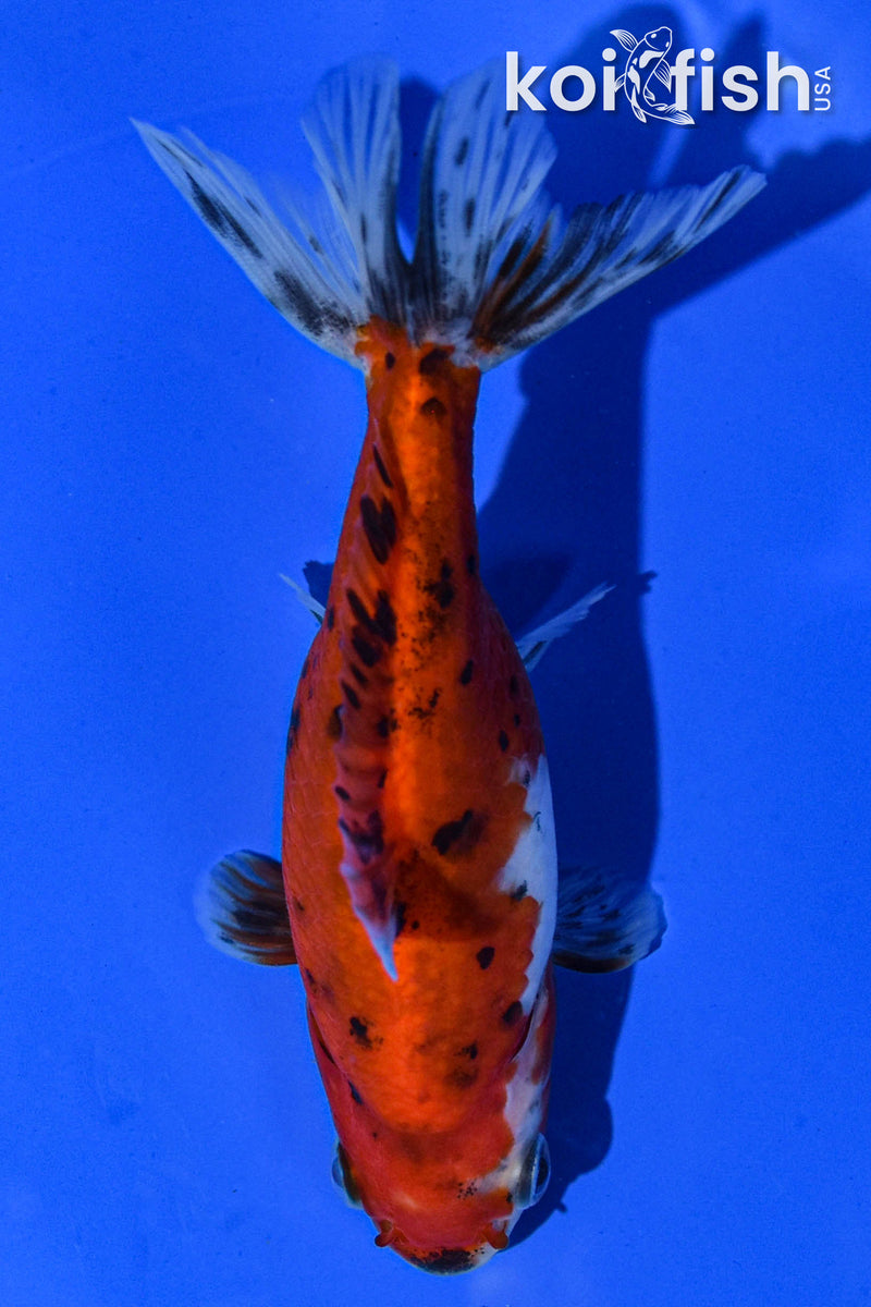 4.5" WAKIN GOLDFISH