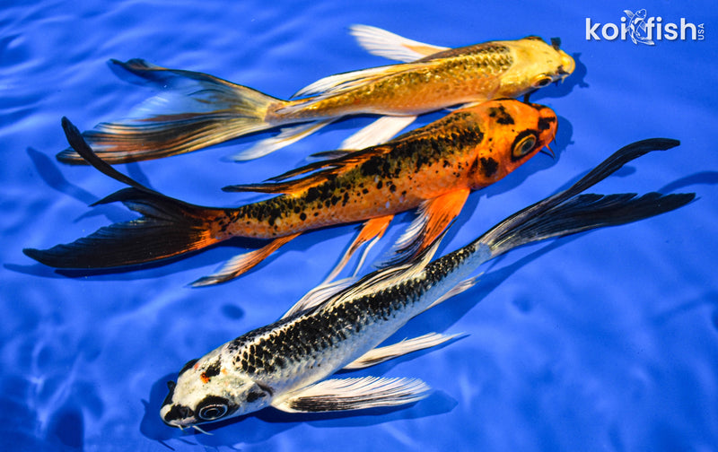 (3) 6-7" BUTTERFLY KOI