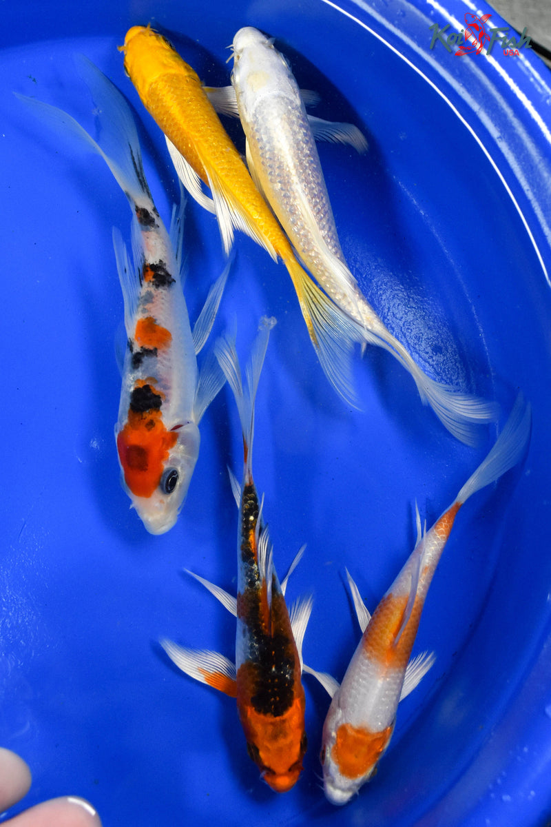 LOT OF (5) 4-5" ASSORTED BUTTERFLY KOI