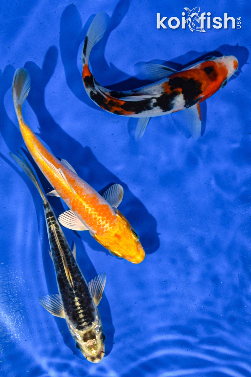 PACK OF (3) 5-6" STANDARD KOI