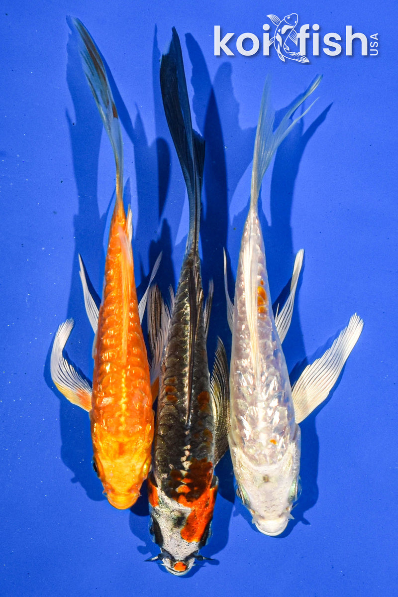 PACK OF (3) 5" BUTTERFLY KOI