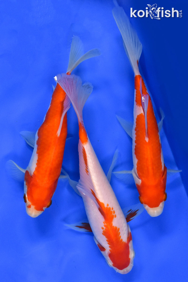 Exact Fish - Lot of (3) 4-6" Sarasa Comet Goldfish