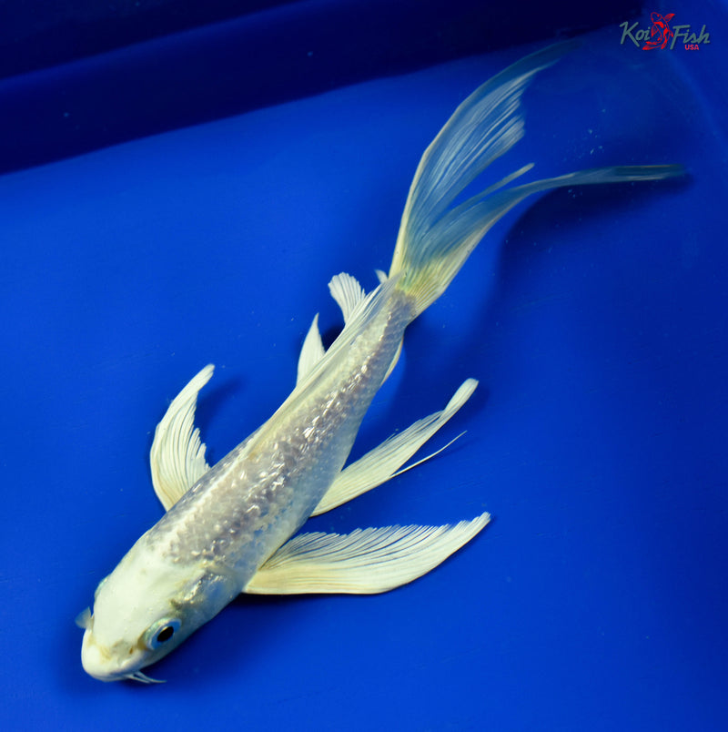 9" GINRIN PLATINUM OGON BUTTERFLY