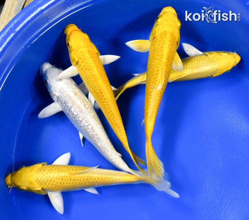 EXACT FISH - LOT OF (5) ASSORTED 5-6" OGON KOI