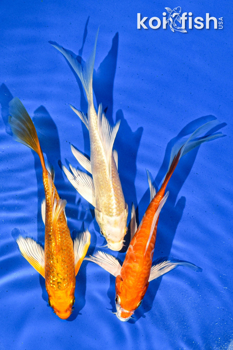 PACK OF (3) 6" BUTTERFLY KOI