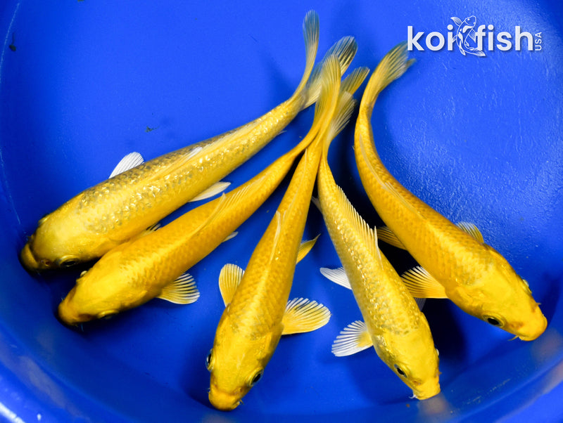 EXACT FISH - LOT OF (5) ASSORTED 5-6" STANDARD KOI