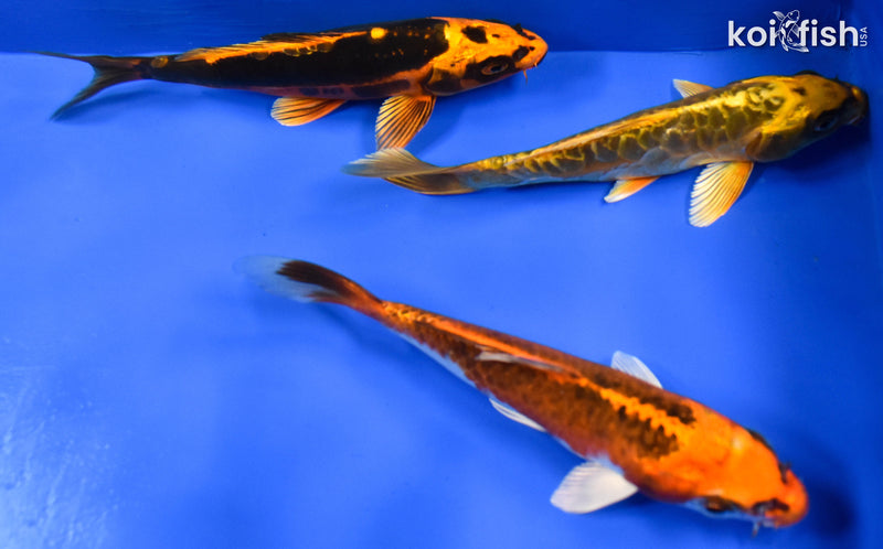 EXACT FISH - LOT OF (3) 6-7" STANDARD KOI