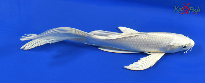 9.5" PLATINUM OGON BUTTERFLY