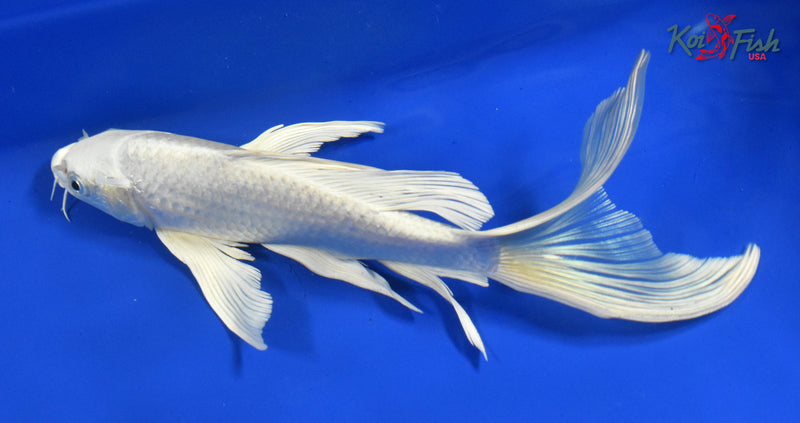 9.5" PLATINUM OGON BUTTERFLY