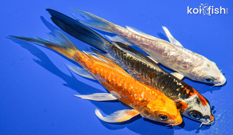 PACK OF (3) 5" BUTTERFLY KOI