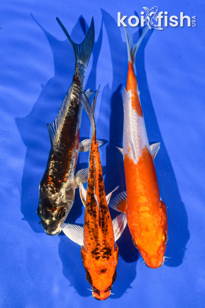 Pack of (3) 5-6" Standard Koi