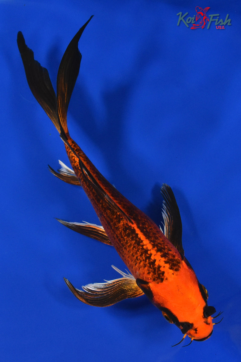 9.5" ORENJI MATSUBA BUTTERFLY