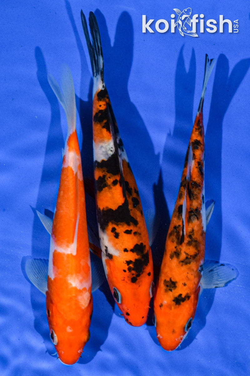 Pack Of (3) 6-7" Standard Koi