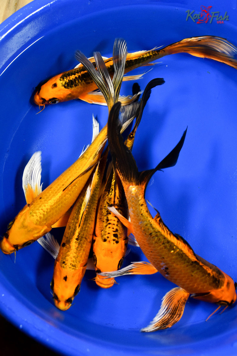 Lot of (5) 7-8" Assorted Butterfly Koi