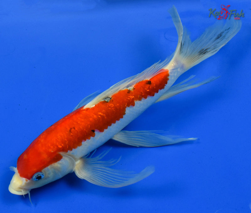 9" GINRIN SANKE BUTTERFLY