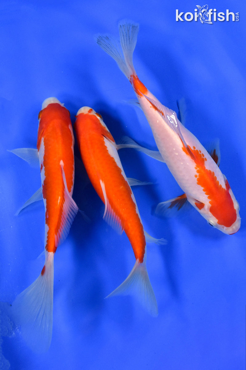 Exact Fish - Lot of (3) 4-6" Sarasa Comet Goldfish