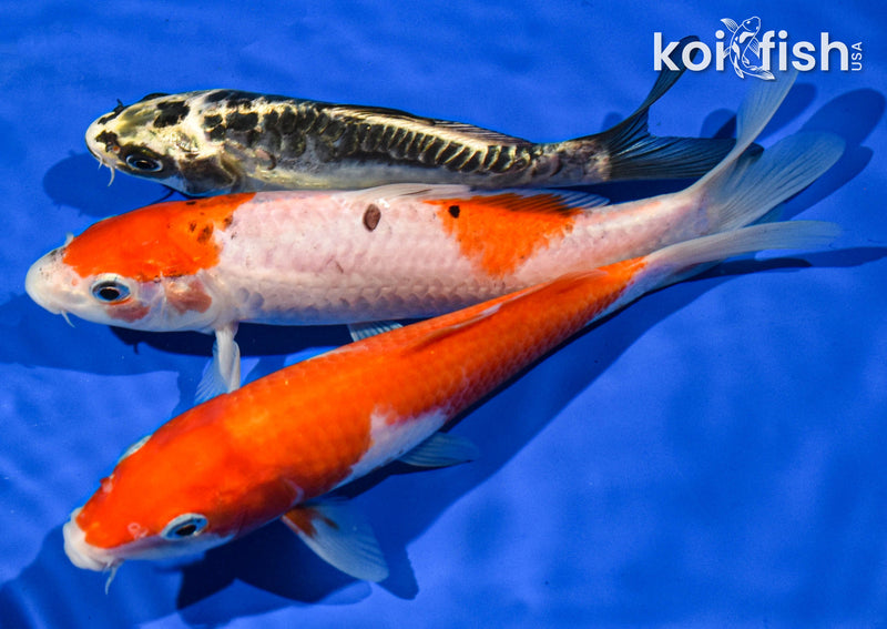 Pack of (3) 6-7" Standard Koi