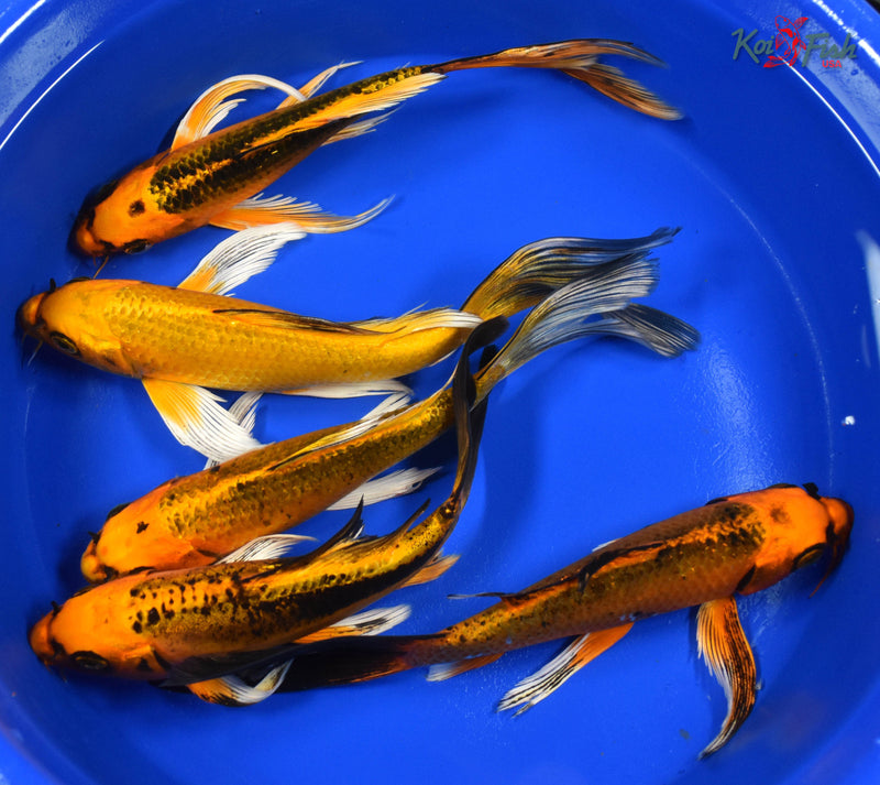 Lot of (5) 7-8" Assorted Butterfly Koi