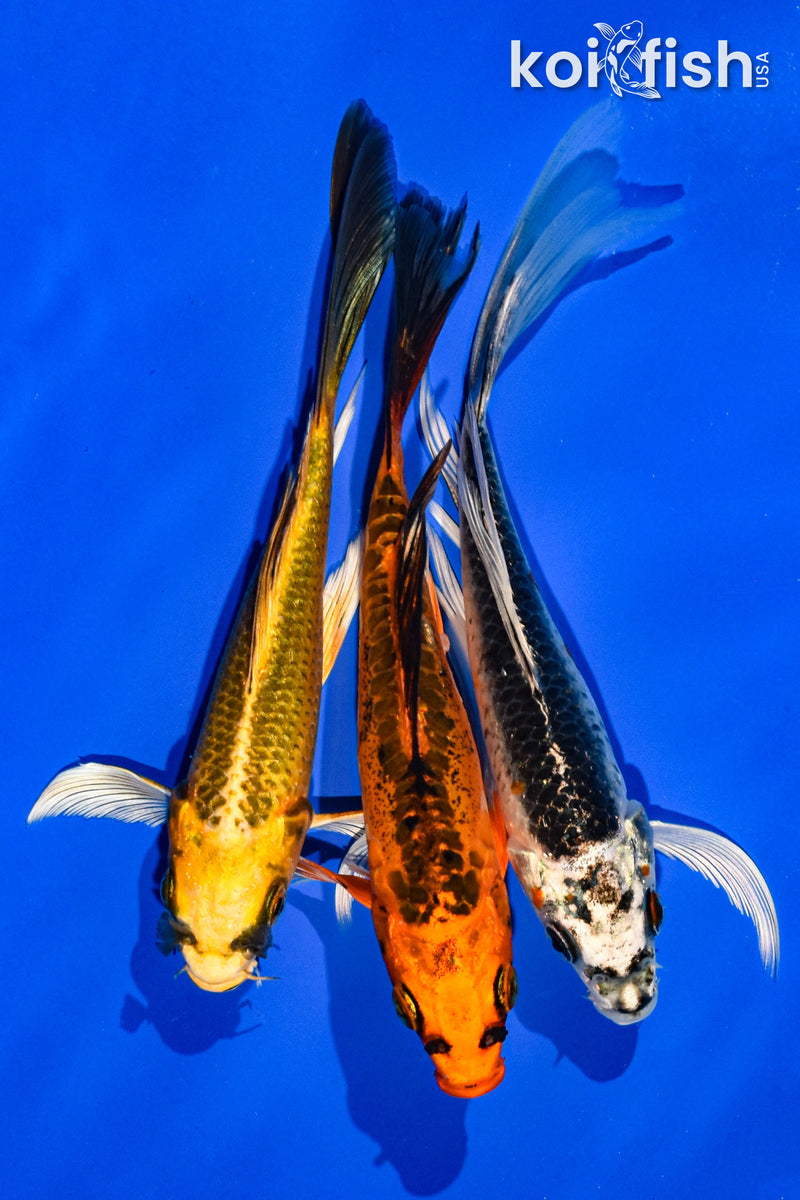 (3) 6-7" BUTTERFLY KOI