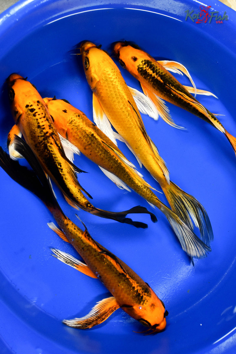 Lot of (5) 7-8" Assorted Butterfly Koi